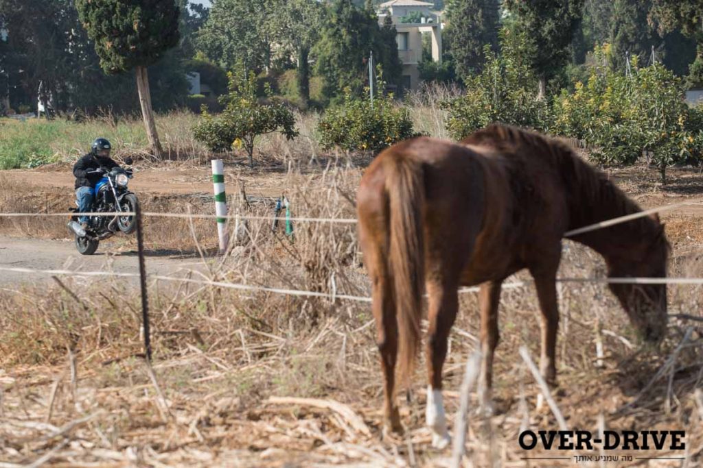 עדיין 76 סוסים בתמונה אחת. צילום: בני דויטש.